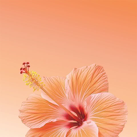 Victoria's Secret Body Care – Victoria's Secret